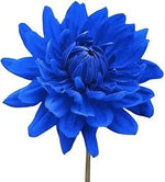 Blue Chrysanthemum Flower Seeds for Garden - 100 pcs for planting in home garden