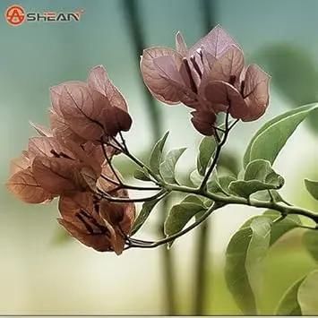 Brown Bougainvillea Flower Seeds for Planting - Heirloom & Non-GMO Garden Seeds Dhara Seeds
