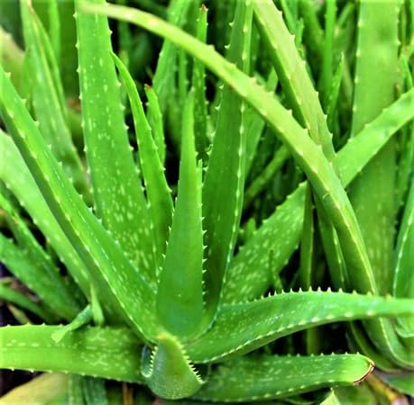 Green Aloevera - Heirloom, Non - Gmo Seeds