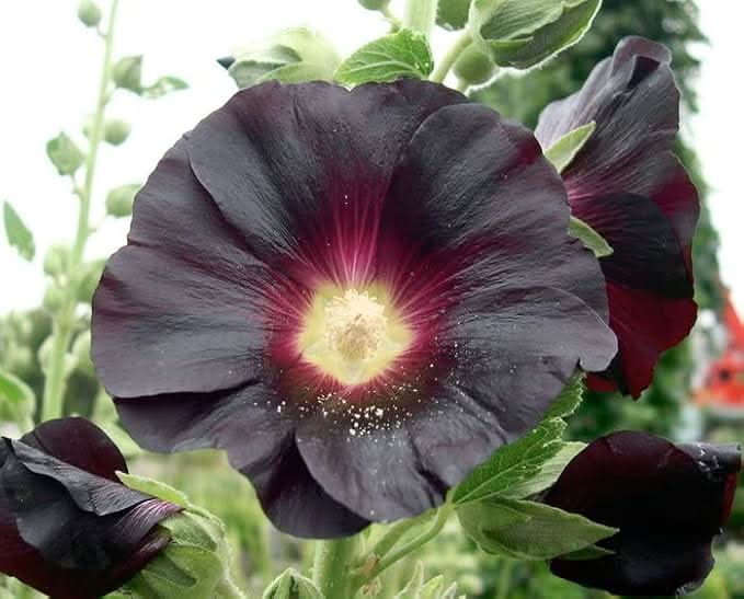 Black Nigra Hollyhock Perennial Flower Seeds
