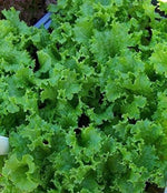 Waldmans green leaf lettuce seeds