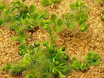 Green Drosera Seeds for Planting