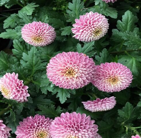 Pink Chrysanthemum Flower - Heirloom, Non - Gmo Seeds