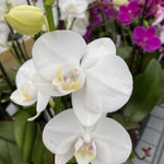 Butterfly Orchid Flower Seeds for Planting, 100 - Orchid for planting in home garden