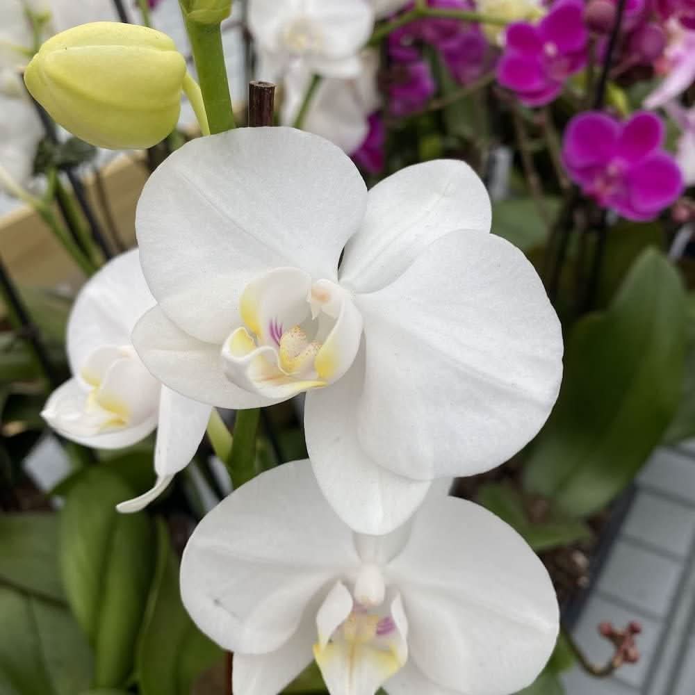 Butterfly Orchid Flower Seeds for Planting, 100 - Orchid for planting in home garden