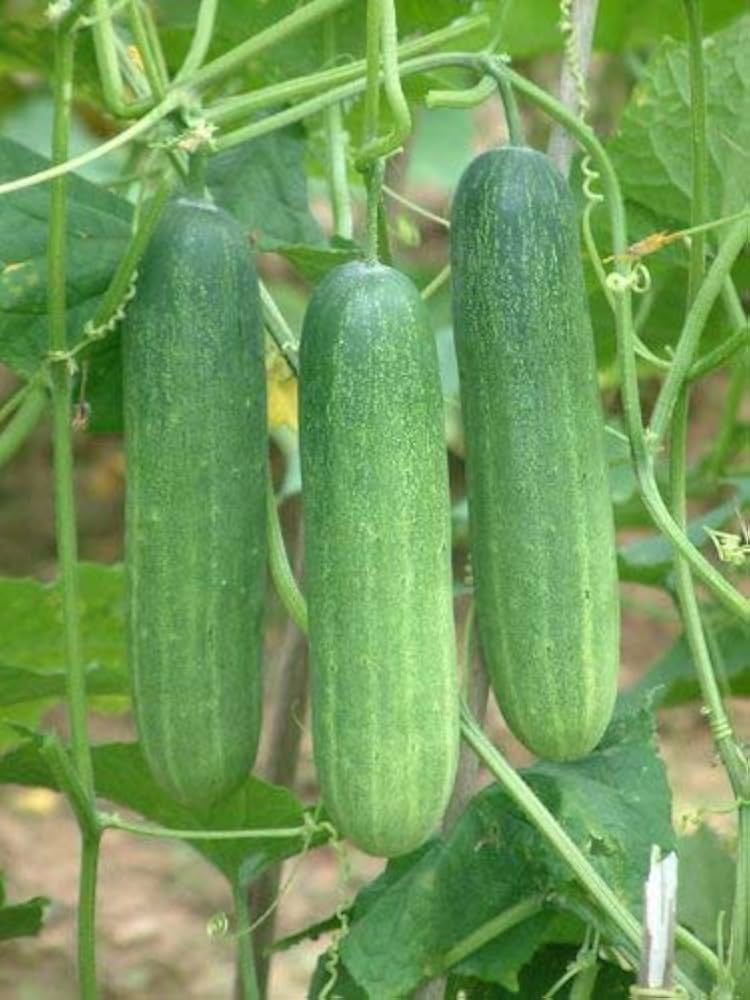 Dutch Cucumber Seeds for Planting for Vegetable Patch and Home Garden