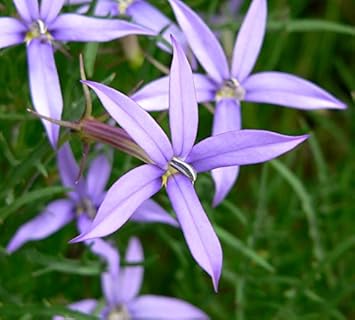 Violet Isotoma Axillaris Flower Seeds for Planting - 100 seeds for planting in home garden