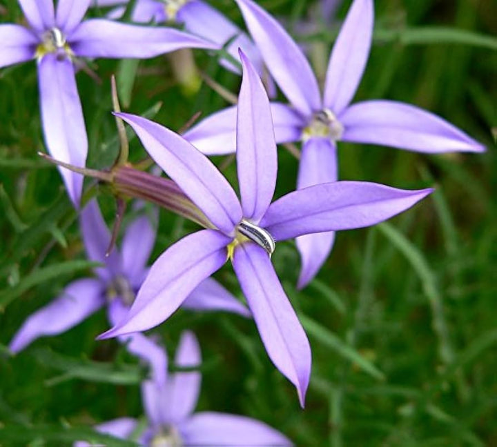 Violet Isotoma Axillaris Flower Seeds for Planting - 100