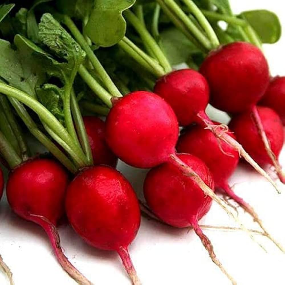 Radish Raphanus Sativus German Giant Vegetable Seeds for Planting – Large Root Variety for Home Garden and Spring Harvest