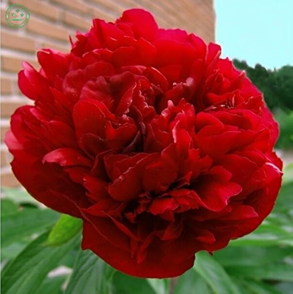 Chinese Peony (Paeonia suffruticosa) seeds for garden planting