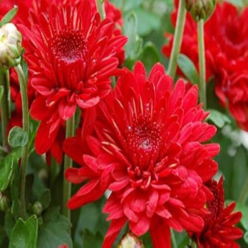 Red Chrysanthemum Flower - Heirloom, Non - Gmo Seeds
