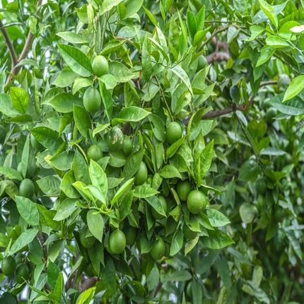 Kaffir Lime Tree - Heirloom, Non - Gmo Seeds