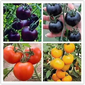 Mixed Color Tomato Seeds – Grow Vibrant & Juicy Tomatoes for Your Home Garden