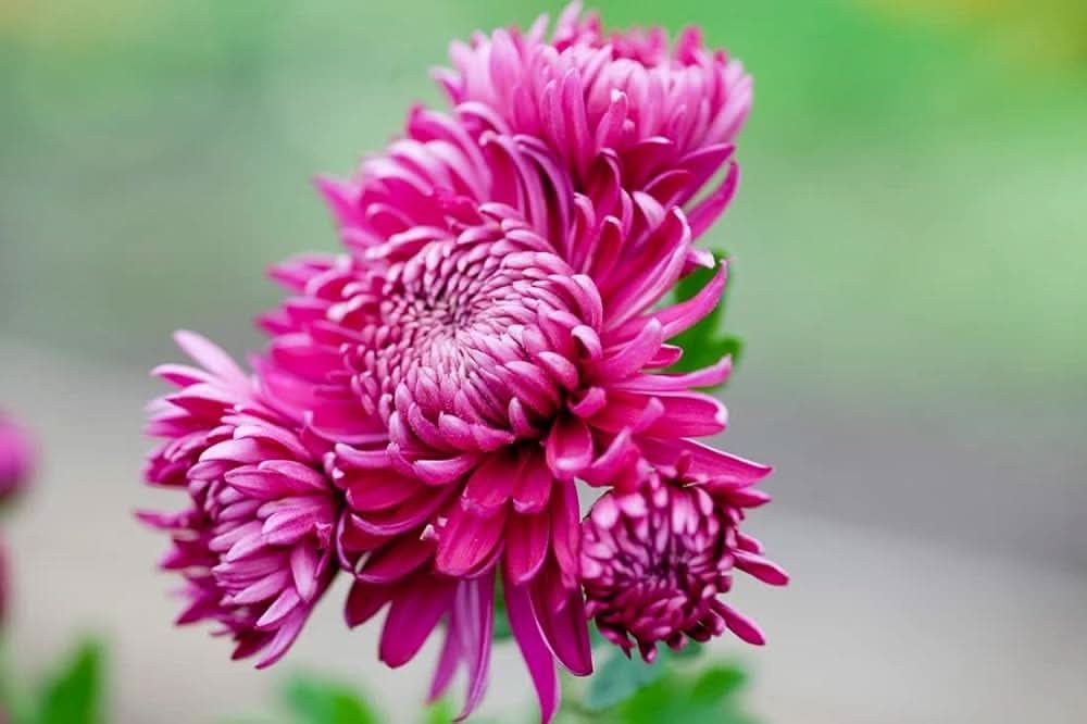 Chrysanthemum Light Pink Morifolium Flower Seeds for Planting in kitchen garden borders and indoor pots