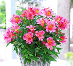 Alstroemeria Mix (Alstroemeria spp.) seeds for garden planting