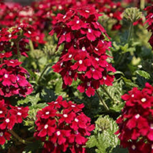 Verbena Flower - Heirloom, Non - Gmo Seeds
