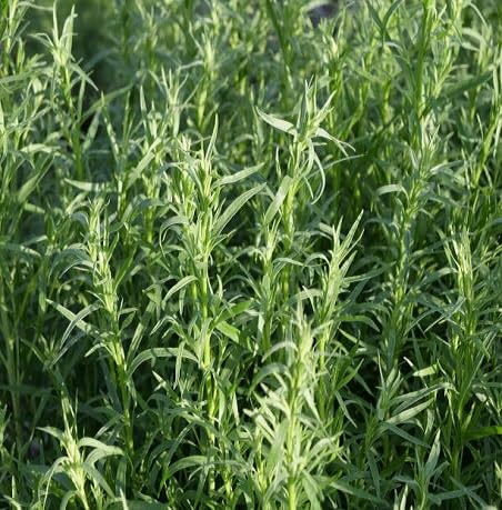 Green Tarragon - Heirloom, Non - Gmo Seeds