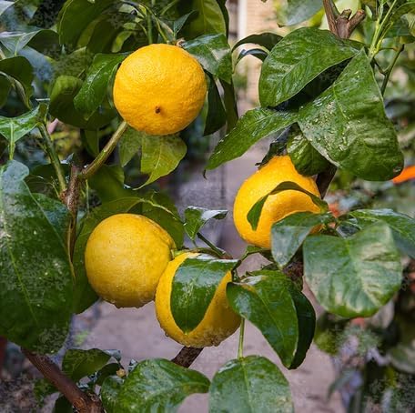 Yellow Bergamot Orange Fruit - Heirloom, Non - Gmo Seeds
