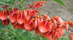 Erythrina Crista Galli Flower Seeds in Orange - 100 pcs for planting in your garden.