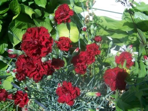 Carnation Seeds - Grenadin King of Blacks