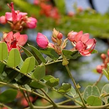 Cassia Marginata Flower Seeds for Planting - 100 - Marginata for planting in home garden