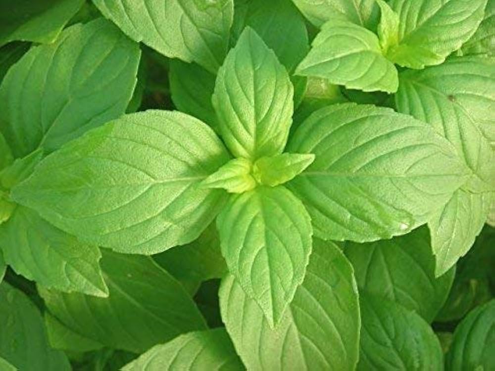 Lemon Basil Seeds for Planting - Great for Herb Garden & Vegetable Patch
