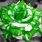 Green White Rose Flower Seeds – Heirloom Non-GMO Seeds for Garden Planting for planting in home garden