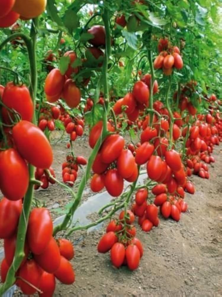 Tomato Solanum Lycopersicum Giant Big San Marzano Heirloom Vegetable Seeds for Planting – Perfect for Sauces and Fresh Eating