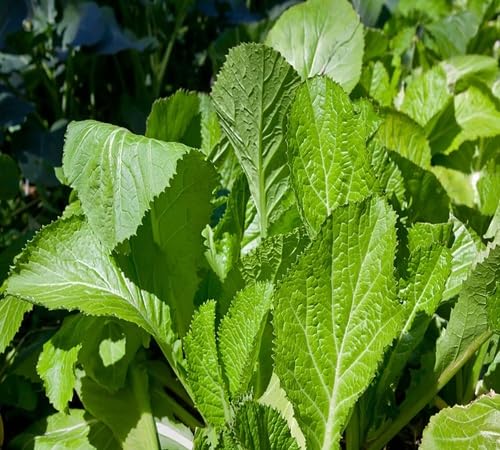 Green Mustard - Heirloom, Non - Gmo Seeds