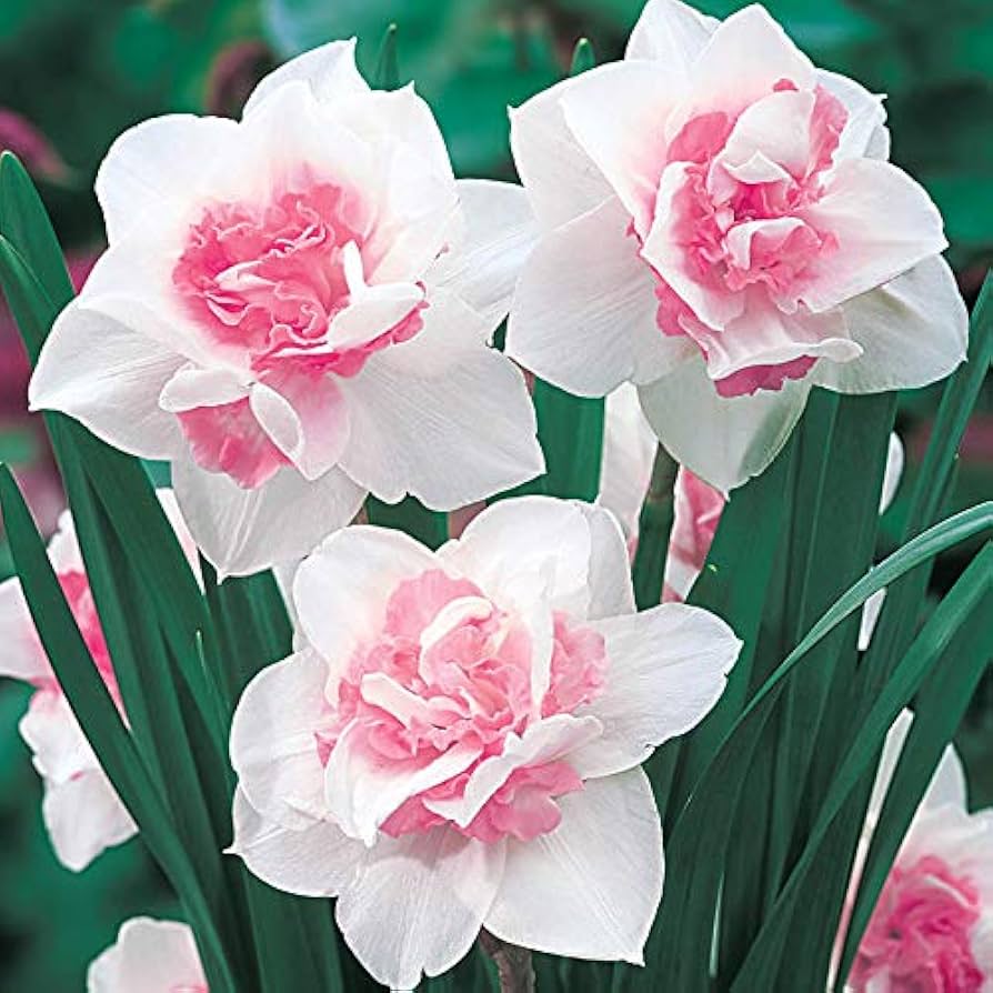 Baby Pink White Daffodil Flower Seeds for Planting – Non-GMO, Heirloom Quality seeds for planting in home garden