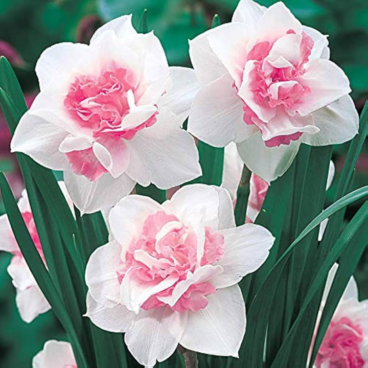 Pale Pink Narcissus Seeds for Planting – Heirloom, Non-GMO Organic Flower Seeds