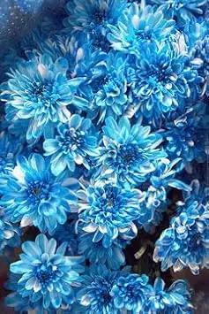 Chrysanthemum Flower Seeds Sky Blue for Planting - NON GMO Seeds Dhara Seeds