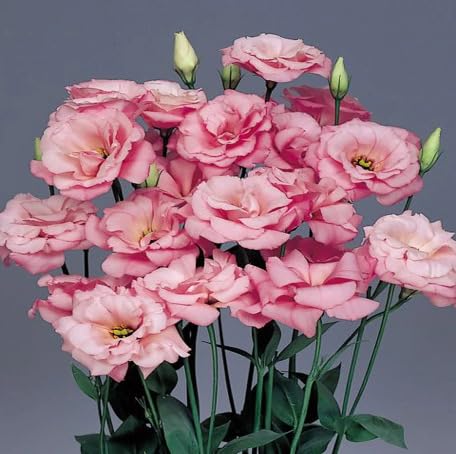 Pink Eustoma Flower