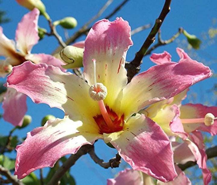 Chorisia Insignis Flower Seeds for Planting, 100