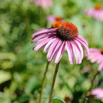 Echinacea Southern Belle Coneflower for planting