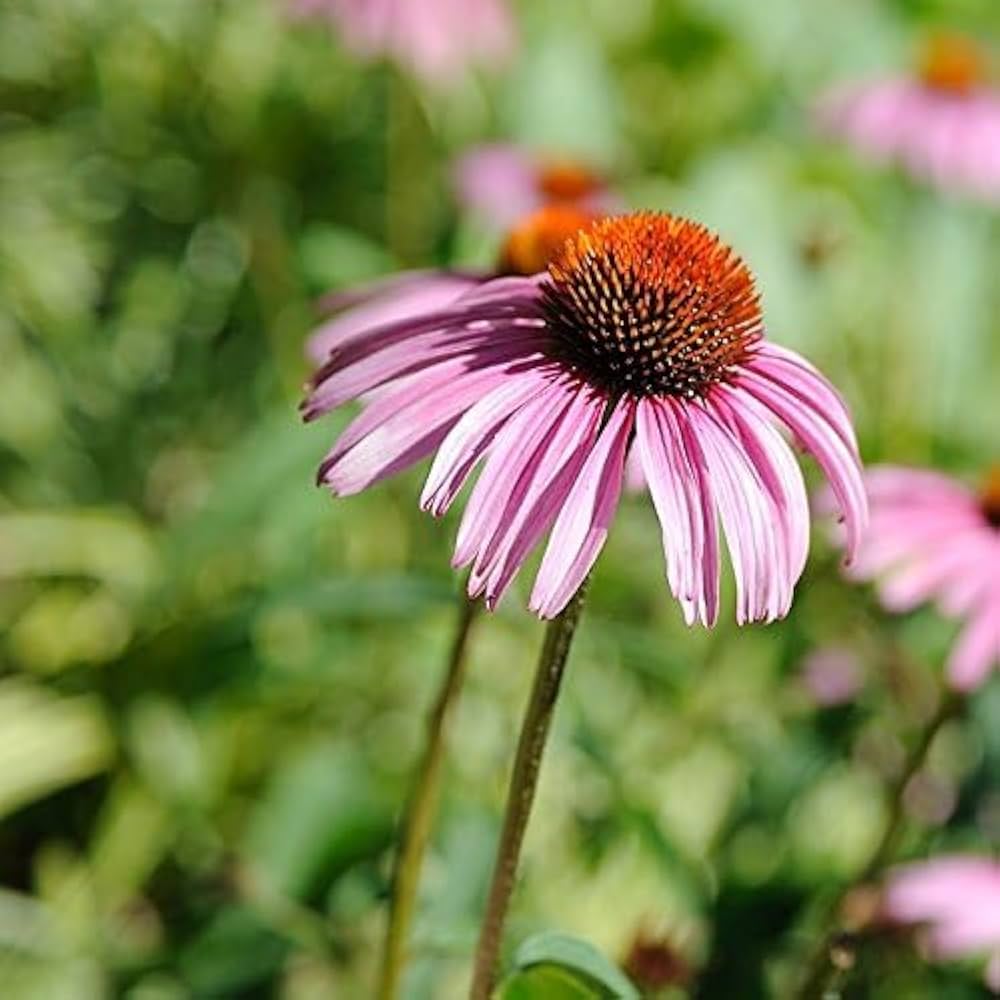 Echinacea Southern Belle Coneflower for planting