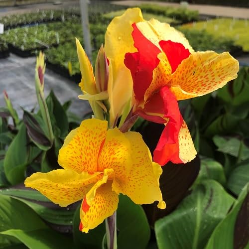 Red Yellow Canna Lily Flower
