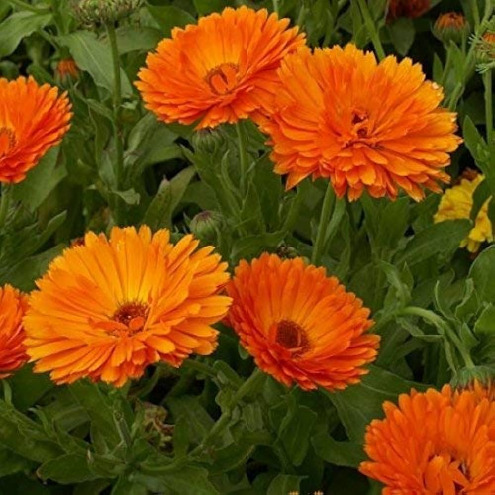 Calendula Officinalis Orange King Seeds for Planting Pot Marigold Seeds