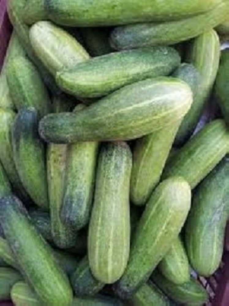 Cucumber Seeds for Planting Rare Bonsai Vegetable Garden Plants ( pcs)