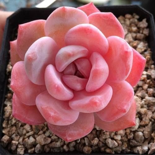 Pink Succulent - Heirloom, Non - Gmo Seeds