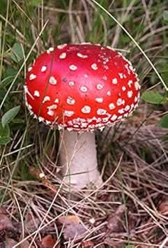 Mushroom Seeds for Planting Red