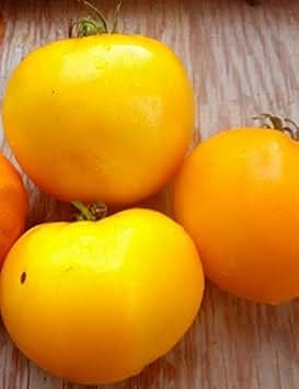 Deep Yellow Tomato Seeds for Planting
