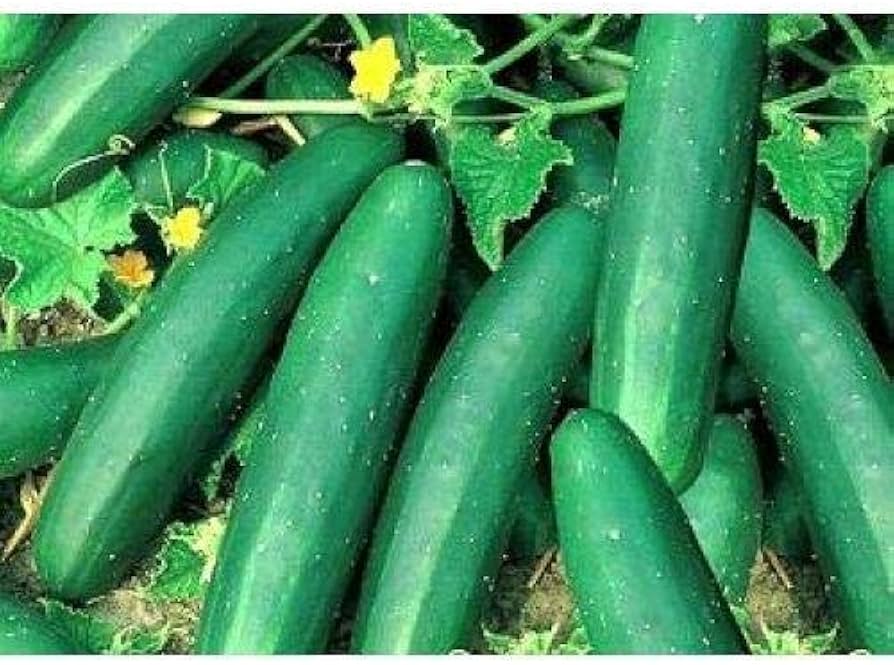 Straight Eight Cucumber Seeds - Seeds, Easy Growing and Non-GMO for Gardening