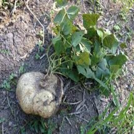 Jicama Vegetablet Brown - Heirloom, Non - Gmo Seeds