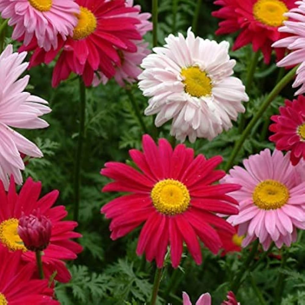 Chrysanthemum Chrysanthemum Robinsons Mix Flower Seeds for Planting – Ideal for Seasonal Garden Displays and Cut Flowers