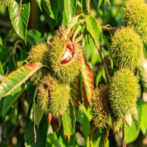 Green Chestnut Tree - Heirloom, Non - Gmo Seeds