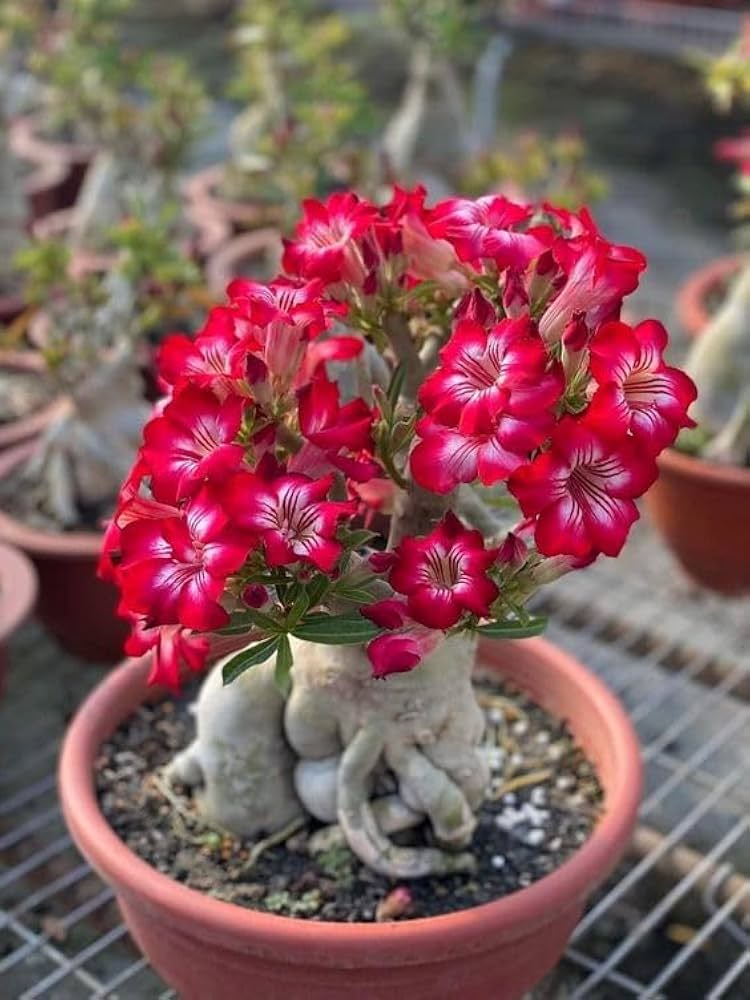 Adenium Obesum Rainbow Desert Rose Seeds