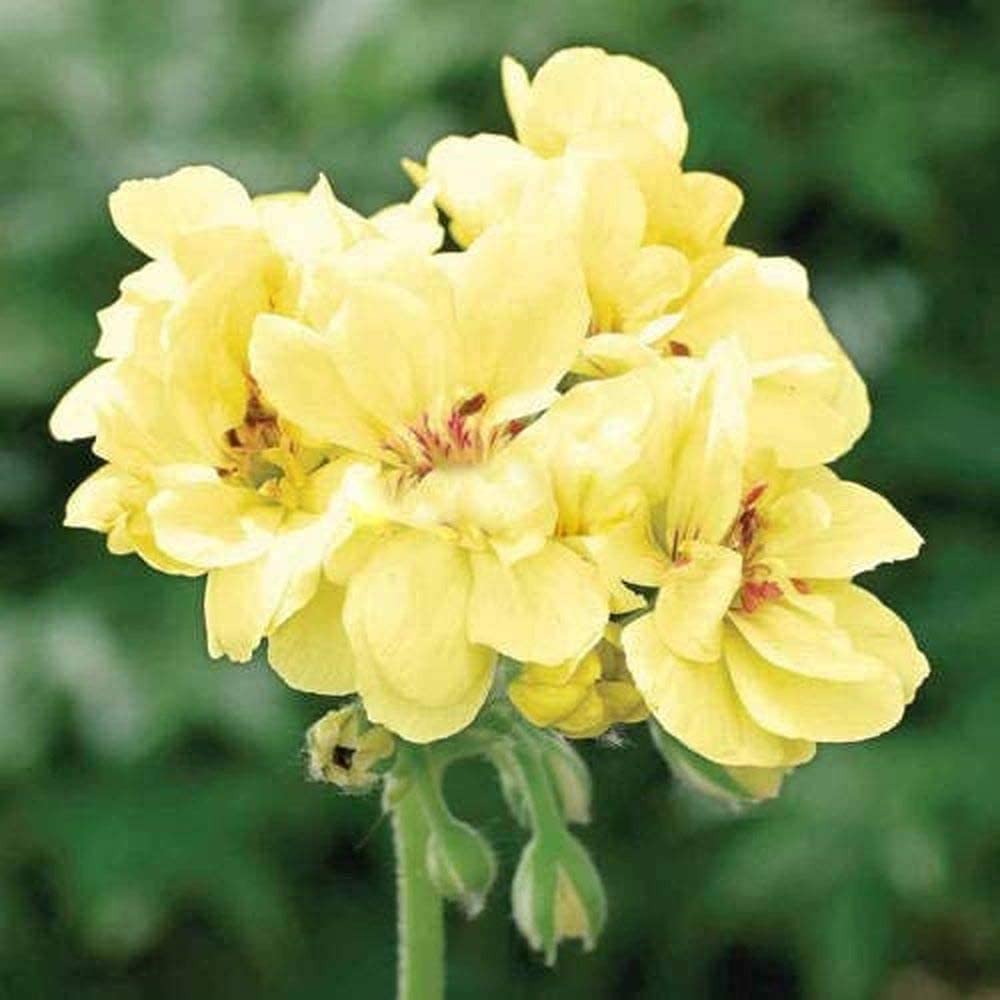 Ringo deep rose geranium Pelargonium × hortorum flower seeds for planting in home gardens