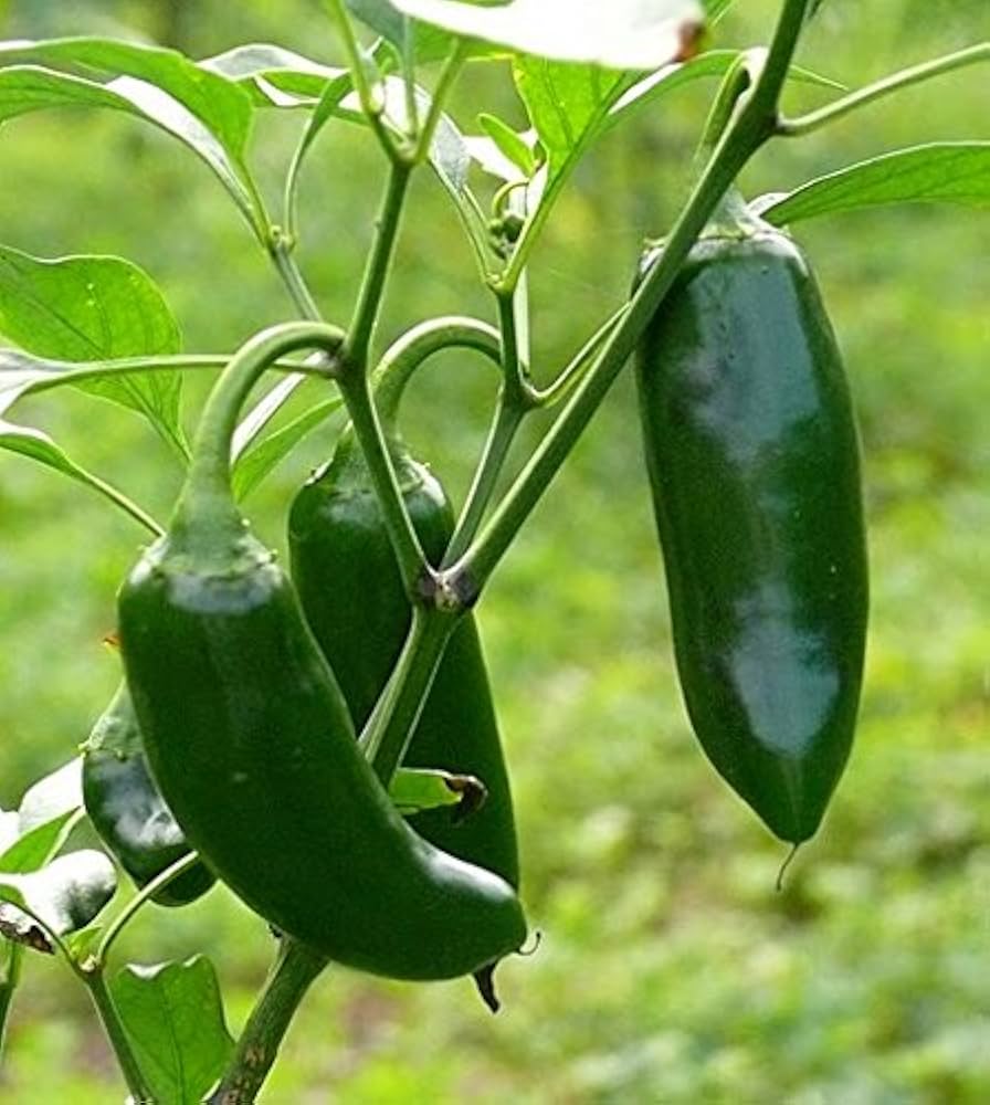 Jalapeno Hybrid Capsicum annuum Vegetable Pepper Seeds for Planting in Garden