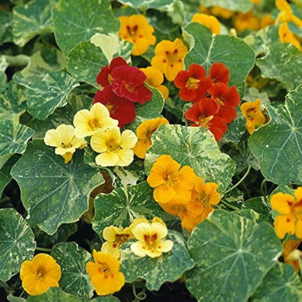 Nasturtium Tropaeolum Majus Climbing Queen Flower Seeds for Planting – Suitable for Vertical Garden and Edible Landscaping